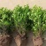 小叶黄杨基地，杯苗地苗，色泽鲜艳，植株健壮，各种规格齐全