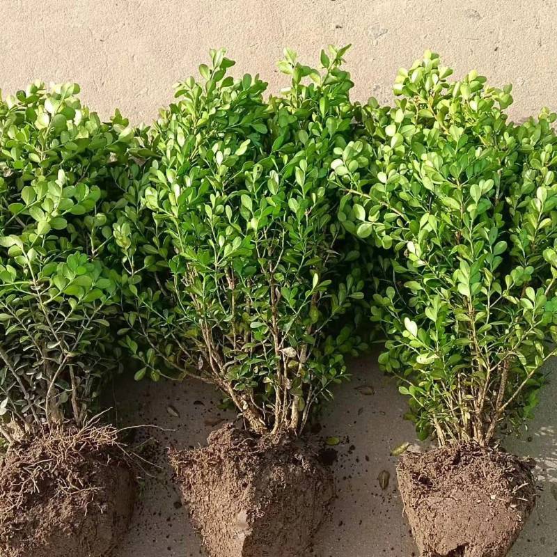 小叶黄杨基地，杯苗地苗，色泽鲜艳，植株健壮，各种规格齐全