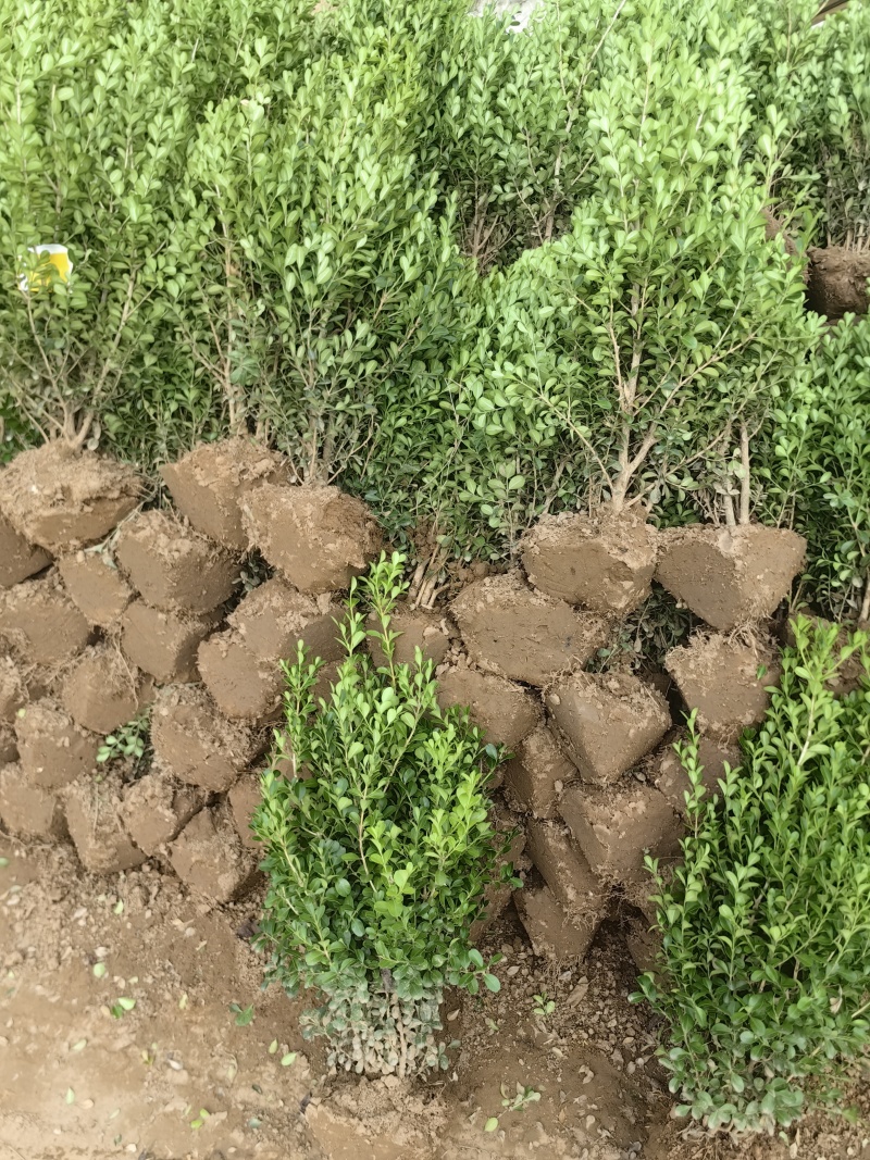 小叶黄杨基地，杯苗地苗，色泽鲜艳，植株健壮，各种规格齐全