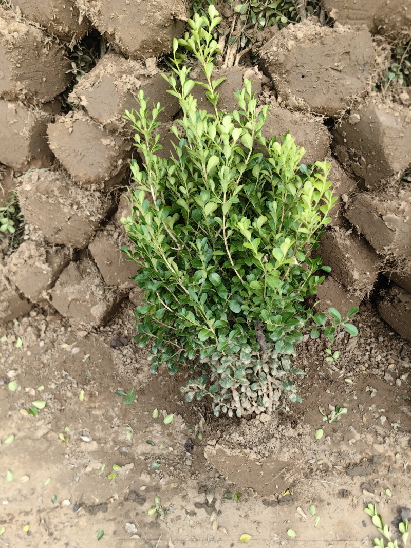 小叶黄杨基地，杯苗地苗，色泽鲜艳，植株健壮，各种规格齐全