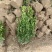 小叶黄杨基地，杯苗地苗，色泽鲜艳，植株健壮，各种规格齐全