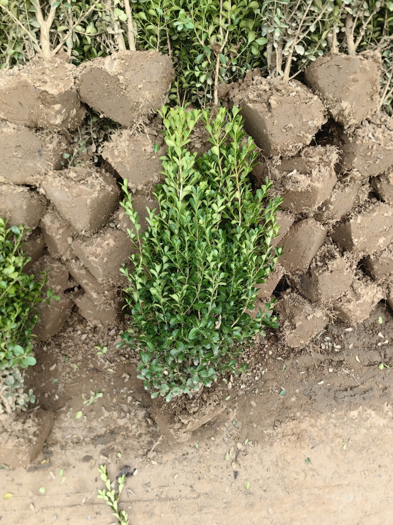 小叶黄杨基地，杯苗地苗，色泽鲜艳，植株健壮，各种规格齐全