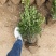 小叶黄杨基地，杯苗地苗，色泽鲜艳，植株健壮，各种规格齐全