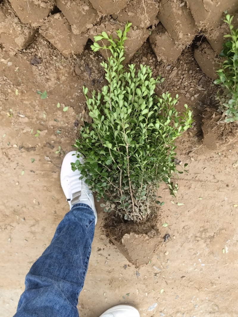 小叶黄杨基地，杯苗地苗，色泽鲜艳，植株健壮，各种规格齐全