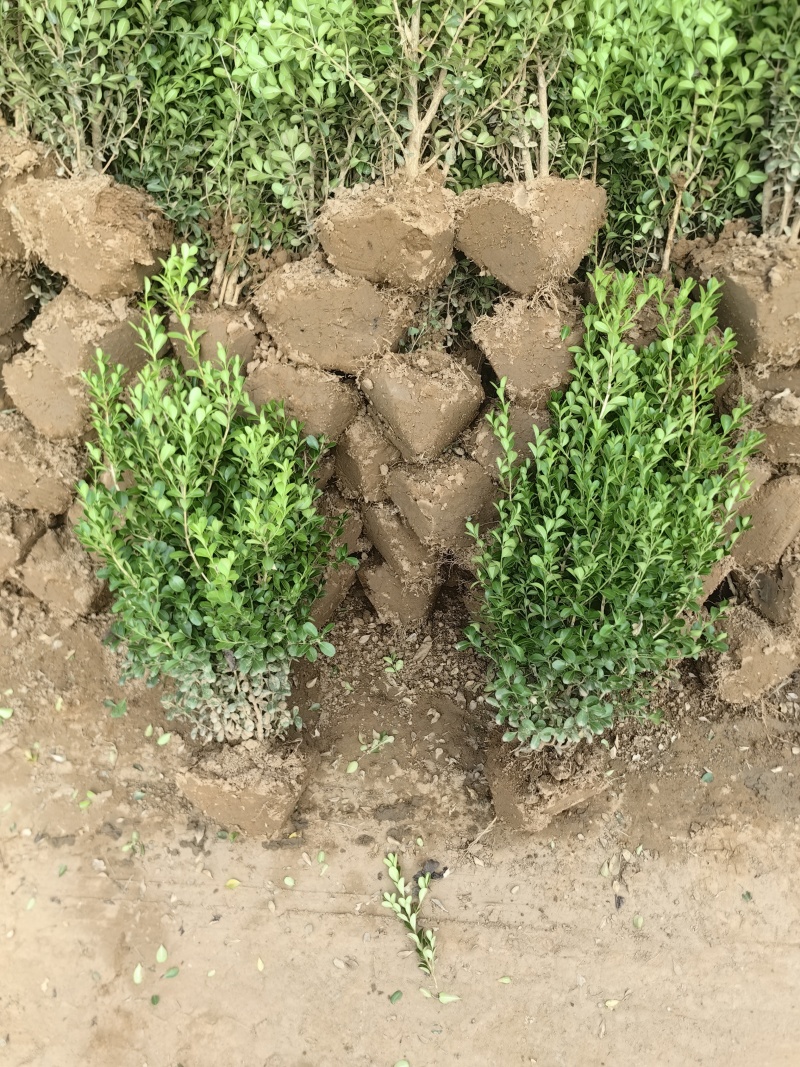小叶黄杨基地，杯苗地苗，色泽鲜艳，植株健壮，各种规格齐全