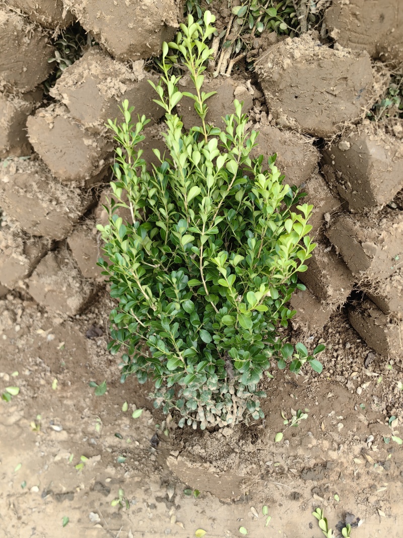 小叶黄杨基地，杯苗地苗，色泽鲜艳，植株健壮，各种规格齐全