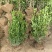 小叶黄杨基地，杯苗地苗，色泽鲜艳，植株健壮，各种规格齐全