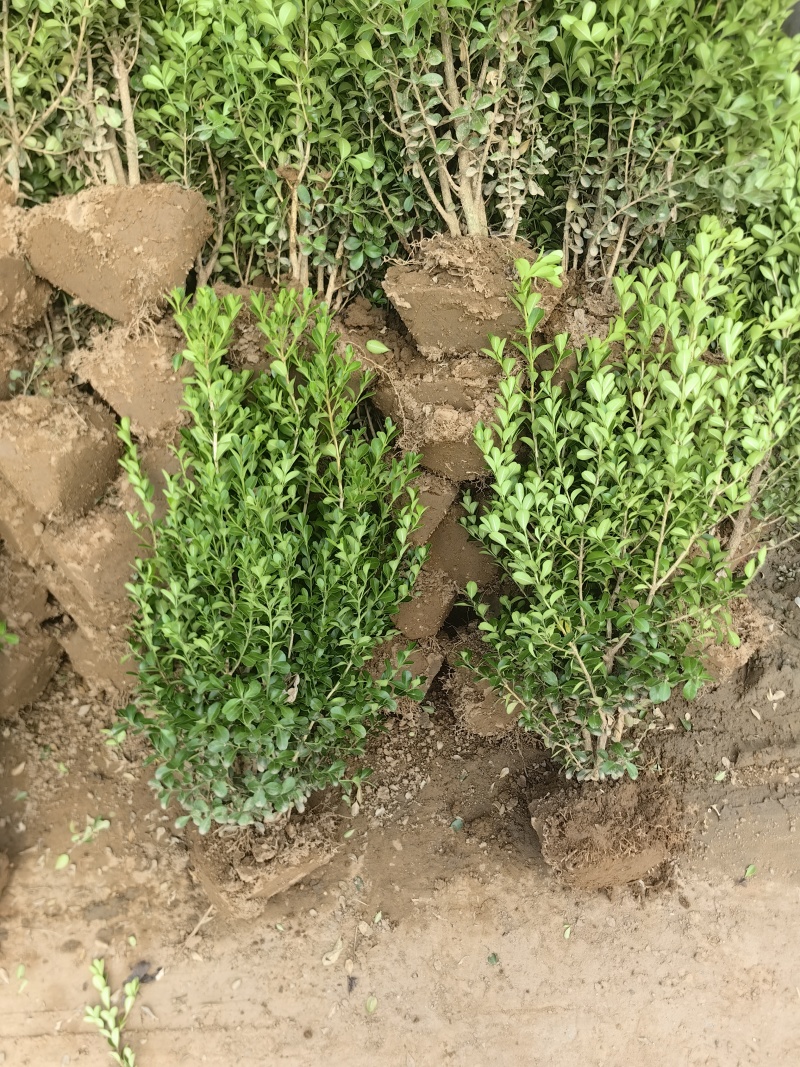 小叶黄杨基地，杯苗地苗，色泽鲜艳，植株健壮，各种规格齐全