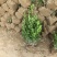小叶黄杨基地，杯苗地苗，色泽鲜艳，植株健壮，各种规格齐全