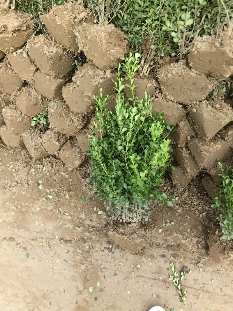 小叶黄杨基地，杯苗地苗，色泽鲜艳，植株健壮，各种规格齐全