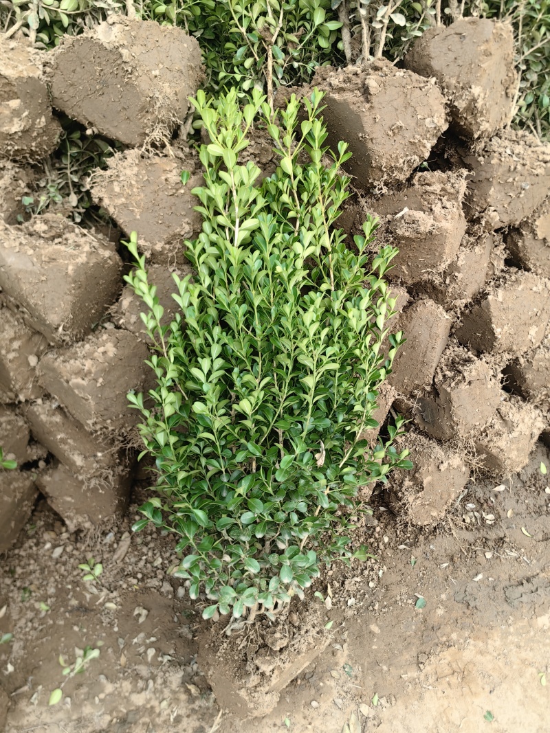 小叶黄杨基地，杯苗地苗，色泽鲜艳，植株健壮，各种规格齐全