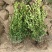 小叶黄杨基地，杯苗地苗，色泽鲜艳，植株健壮，各种规格齐全