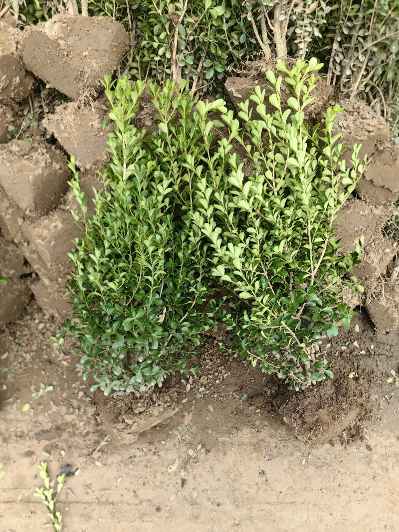 小叶黄杨基地，杯苗地苗，色泽鲜艳，植株健壮，各种规格齐全