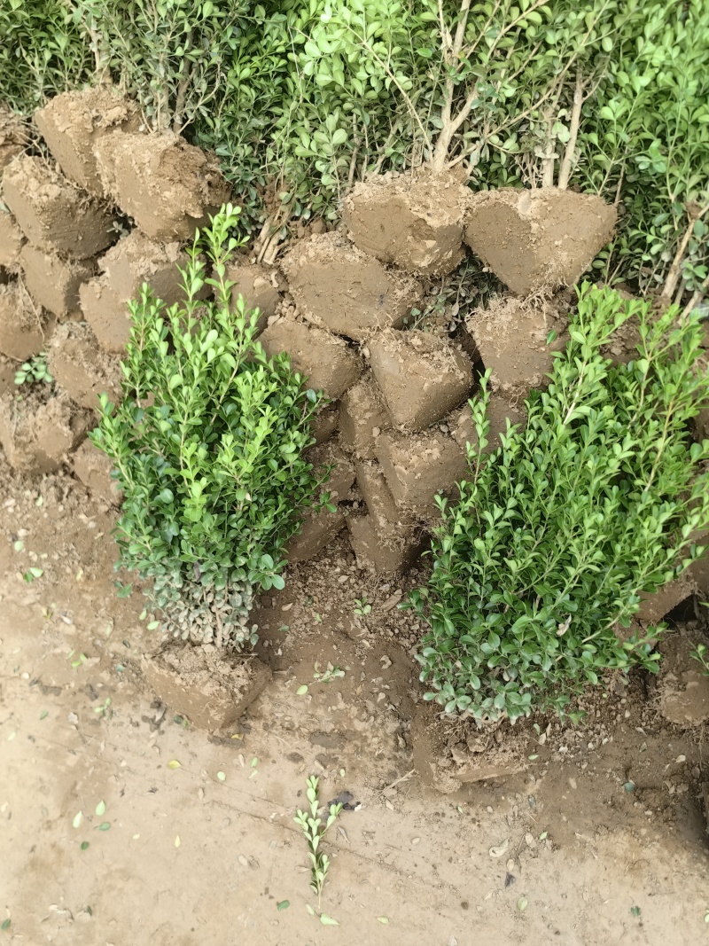 小叶黄杨基地，杯苗地苗，色泽鲜艳，植株健壮，各种规格齐全