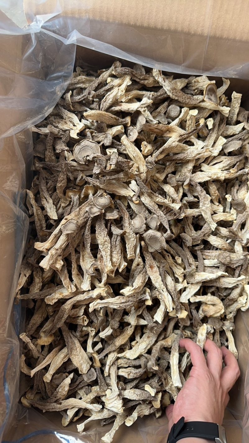 鹿茸菇、各种规格齐全、量大优惠、可**发票、一件代发。