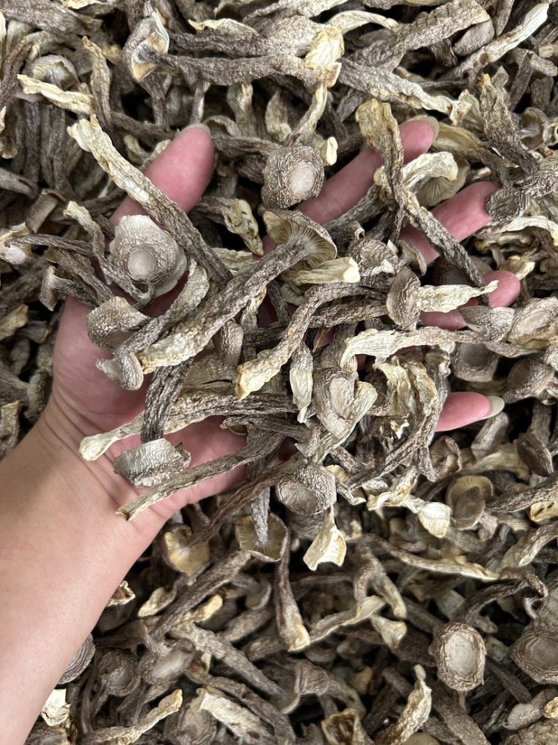 鹿茸菇、各种规格齐全、量大优惠、可**发票、一件代发。