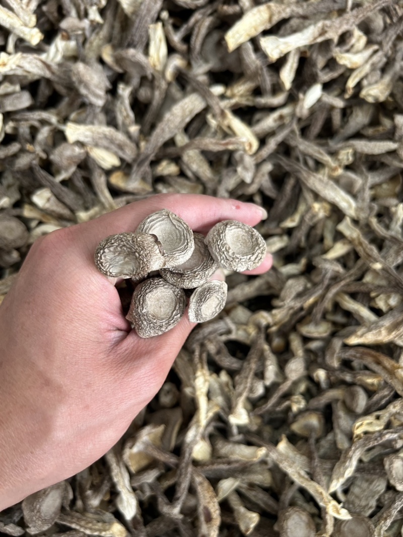 鹿茸菇、各种规格齐全、量大优惠、可**发票、一件代发。