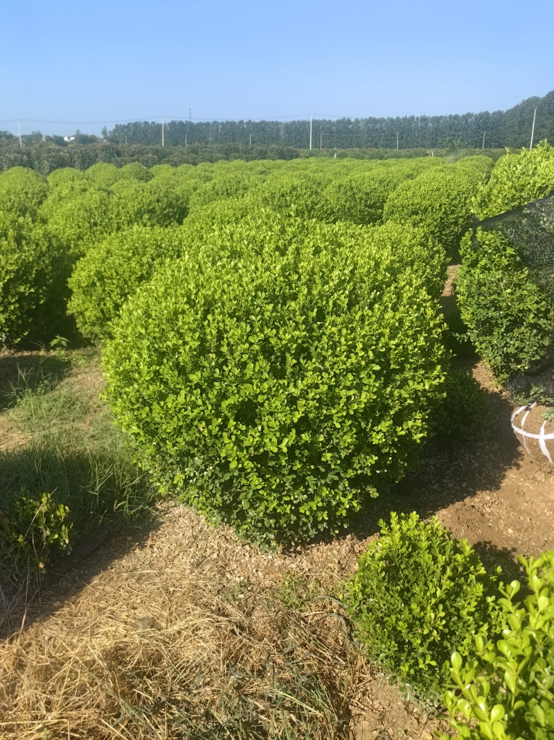 【小叶黄杨】江苏宿迁苗木基地专营工程用苗量大品种全实地看货