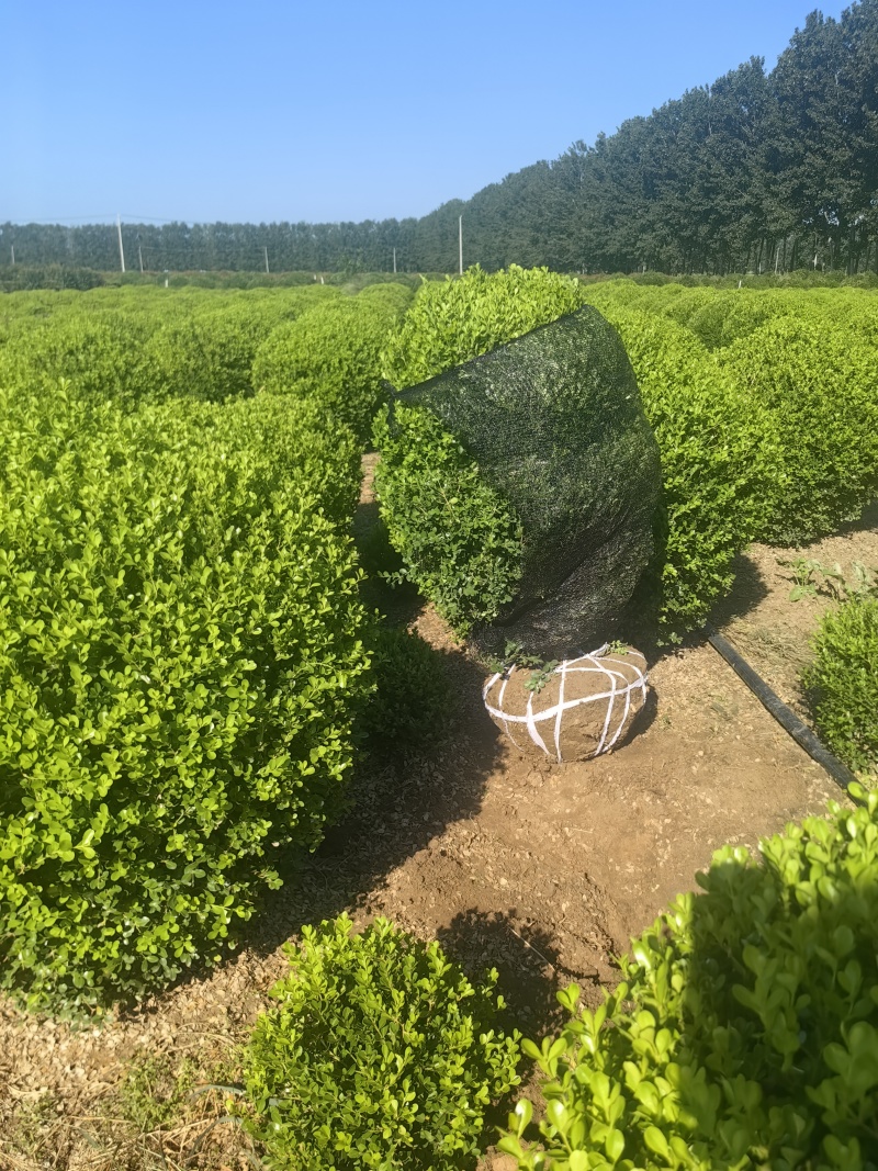 【小叶黄杨】江苏宿迁苗木基地专营工程用苗量大品种全实地看货