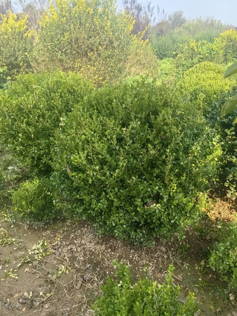 【小叶黄杨】江苏宿迁苗木基地专营工程用苗量大品种全实地看货