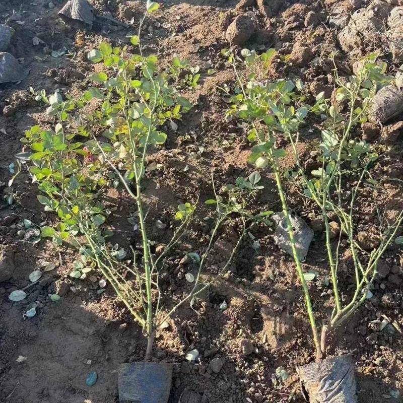 月季基地，杯苗地苗，色泽鲜艳，植株健壮，各种规格齐全