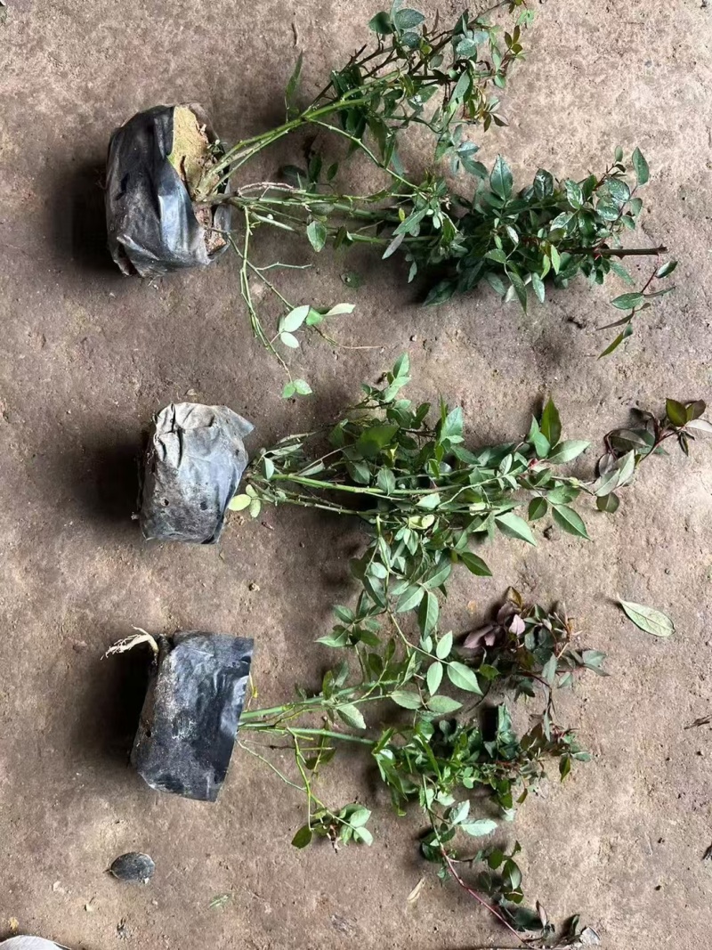 月季基地，杯苗地苗，色泽鲜艳，植株健壮，各种规格齐全