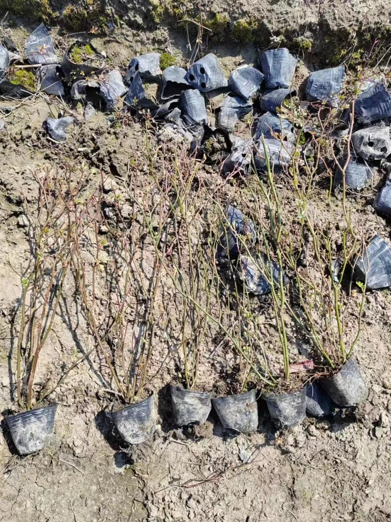 月季基地，杯苗地苗，色泽鲜艳，植株健壮，各种规格齐全