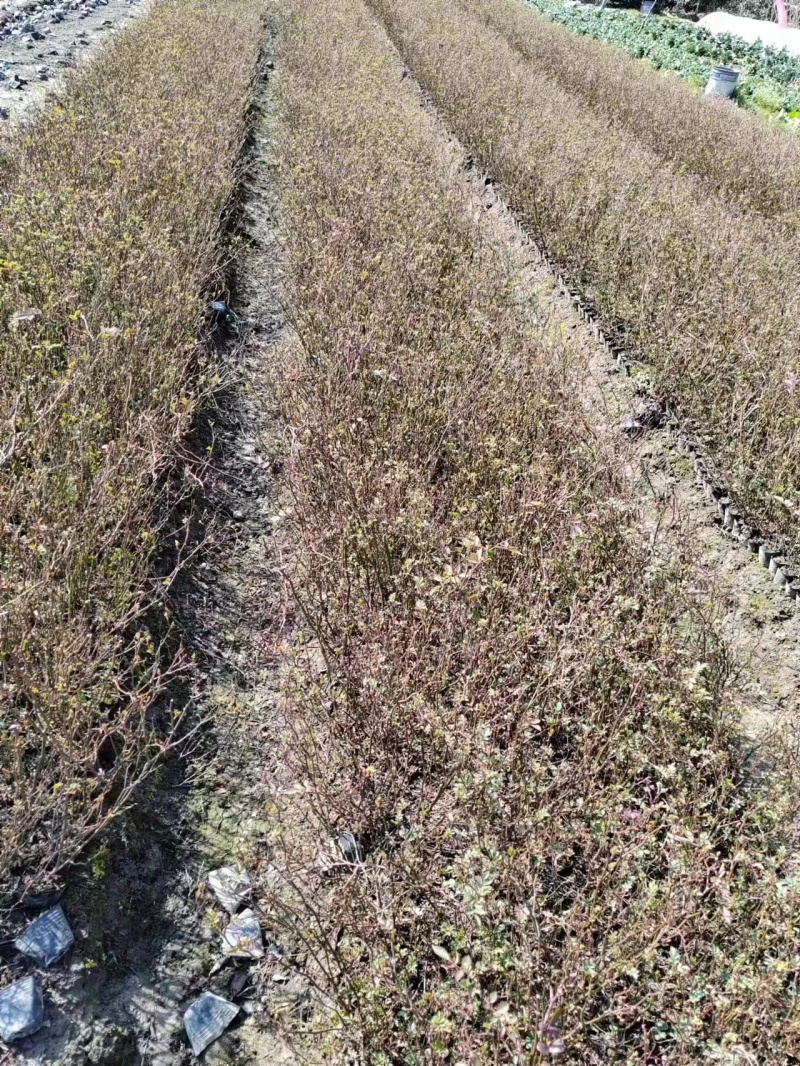 月季基地，杯苗地苗，色泽鲜艳，植株健壮，各种规格齐全