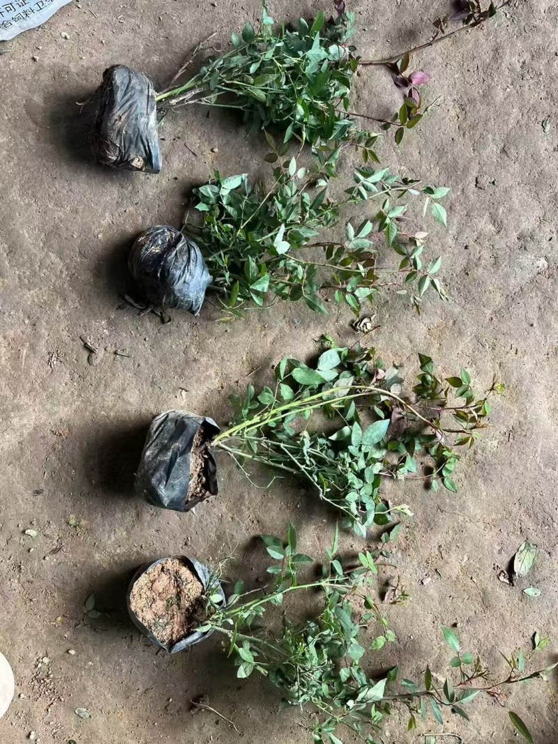 月季基地，杯苗地苗，色泽鲜艳，植株健壮，各种规格齐全