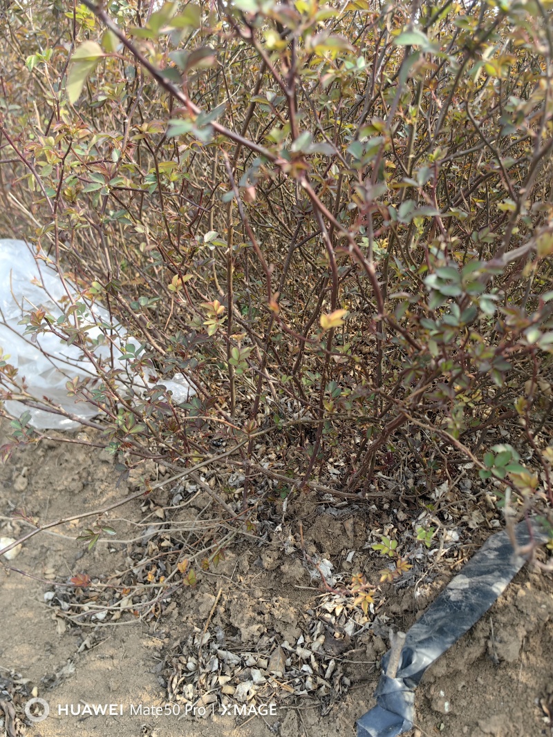 月季基地，杯苗地苗，色泽鲜艳，植株健壮，各种规格齐全