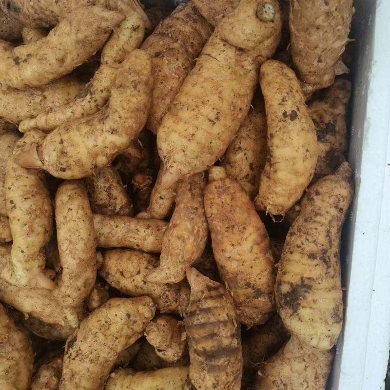 新鲜红天麻大量供应现挖现发品质保证价格优惠欢迎来电