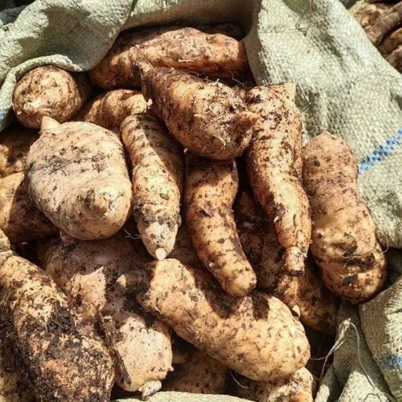 新鲜红天麻大量供应现挖现发品质保证价格优惠欢迎来电