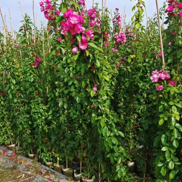 藤本月季基地，杯苗地苗，色泽鲜艳，植株健壮，各种规格齐全