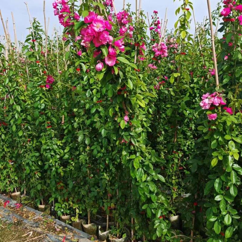 藤本月季基地，杯苗地苗，色泽鲜艳，植株健壮，各种规格齐全
