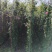 藤本月季基地，杯苗地苗，色泽鲜艳，植株健壮，各种规格齐全
