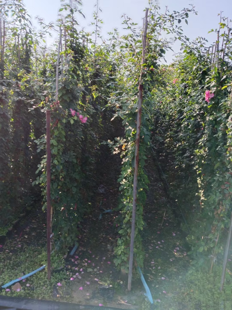 藤本月季基地，杯苗地苗，色泽鲜艳，植株健壮，各种规格齐全