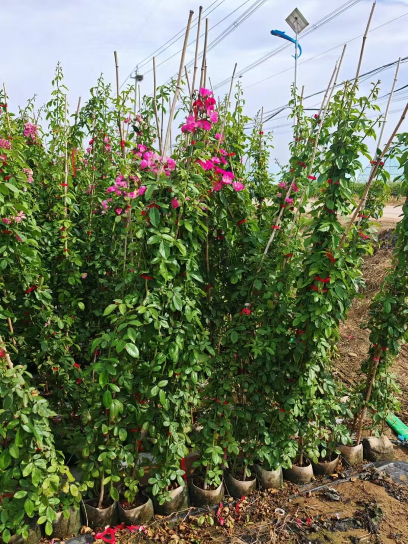 藤本月季基地，杯苗地苗，色泽鲜艳，植株健壮，各种规格齐全