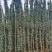 藤本月季基地，杯苗地苗，色泽鲜艳，植株健壮，各种规格齐全