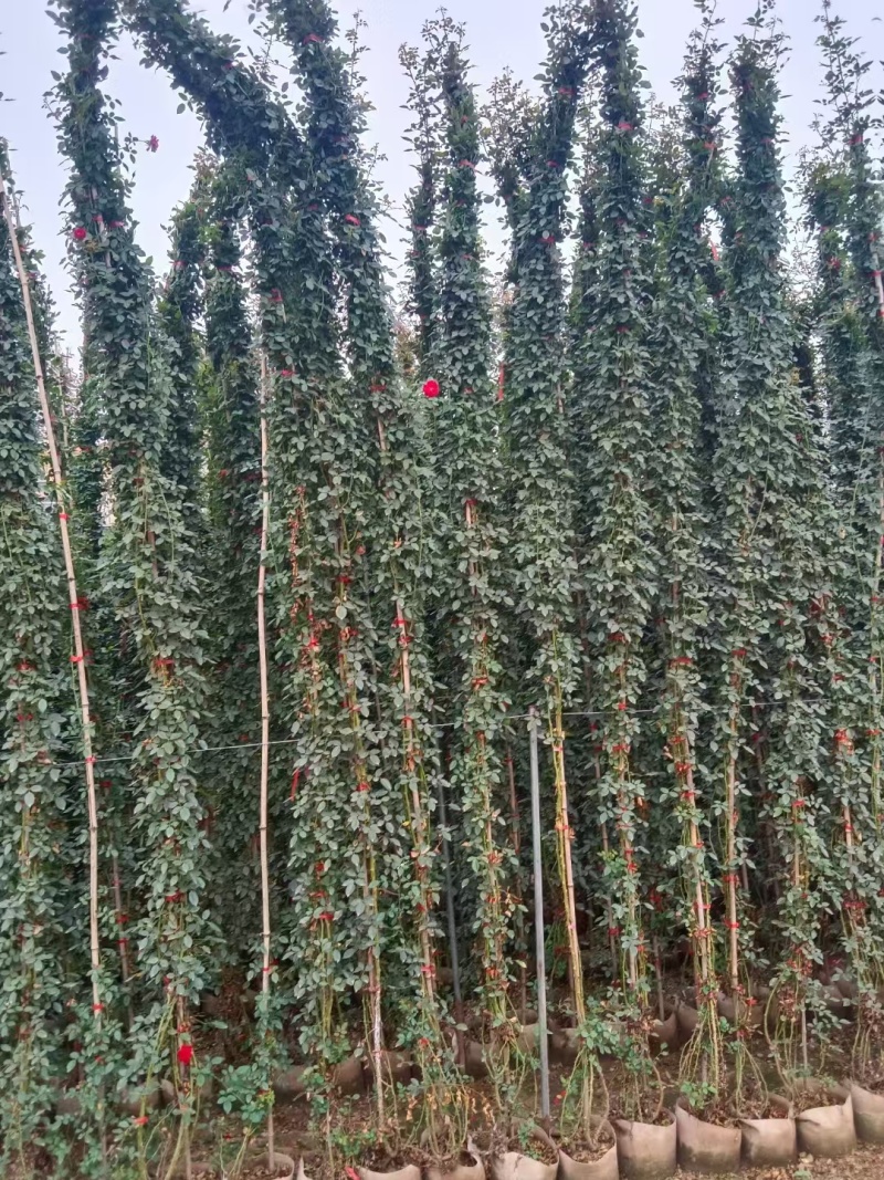 藤本月季基地，杯苗地苗，色泽鲜艳，植株健壮，各种规格齐全