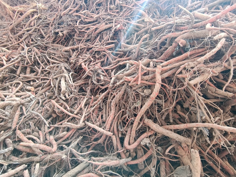 丹参片精品菊花心保质上乘规格多样长期供应超高性价比