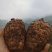 甘肃新鲜乌天麻大量上市产地直发价格优惠支持视频看货