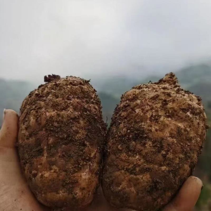 甘肃新鲜乌天麻大量上市产地直发价格优惠支持视频看货
