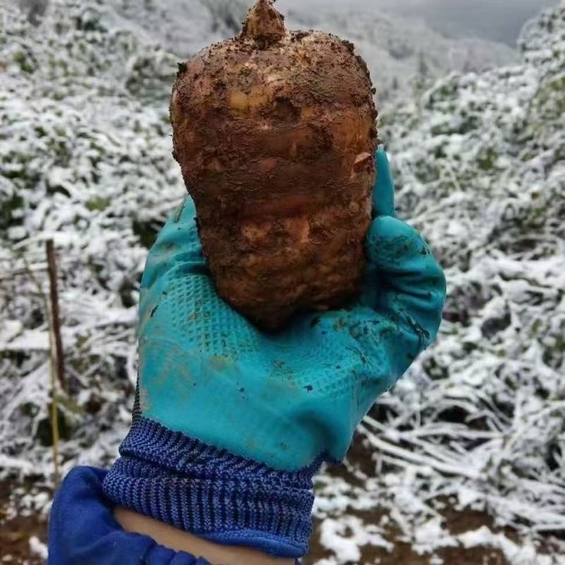 甘肃新鲜乌天麻大量上市产地直发价格优惠支持视频看货