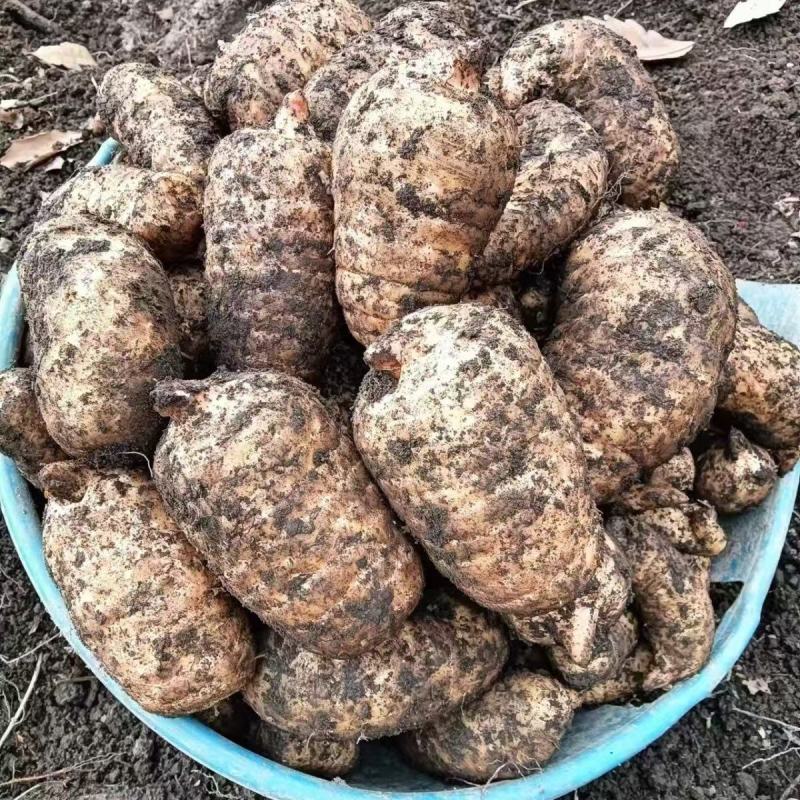 甘肃新鲜乌天麻大量上市产地直发价格优惠支持视频看货