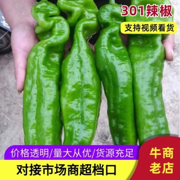 《畅销》万亩微室大棚精品泡椒辣椒现摘现发商超直供助农合作