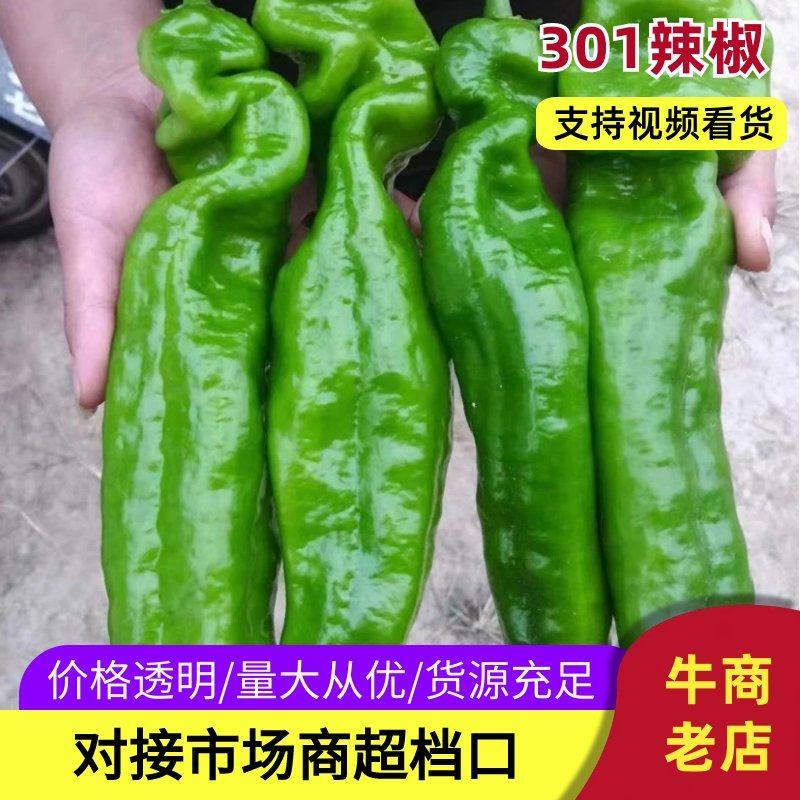 《畅销》万亩微室大棚精品泡椒辣椒现摘现发商超直供助农合作
