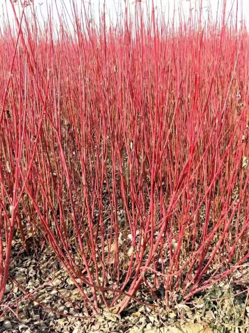红瑞木基地，杯苗地苗，色泽鲜艳，植株健壮，各种规格齐全