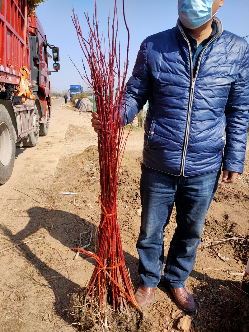 红瑞木基地，杯苗地苗，色泽鲜艳，植株健壮，各种规格齐全