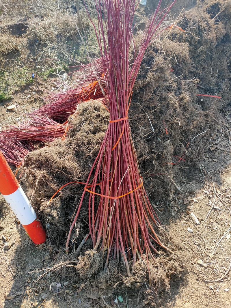 红瑞木基地，杯苗地苗，色泽鲜艳，植株健壮，各种规格齐全