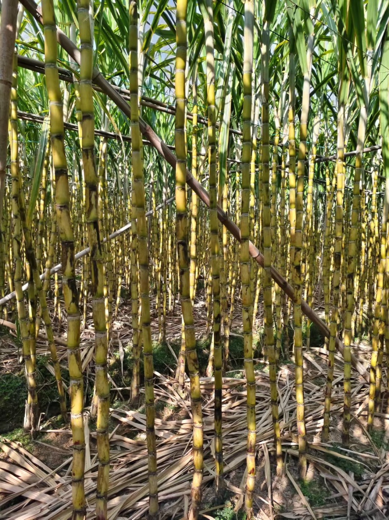 广东青皮甘蔗基地供货，全国发货，量大从优，欢迎电话联系